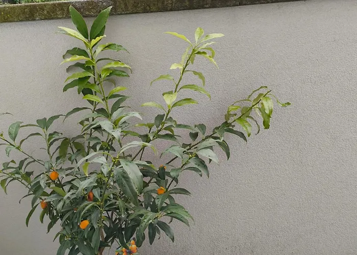 Relaxing Break Lario Appartement *